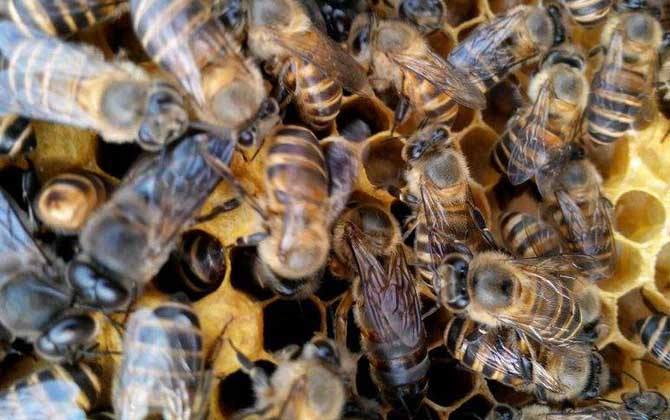 雄蜂是怎么來的? 雄蜂