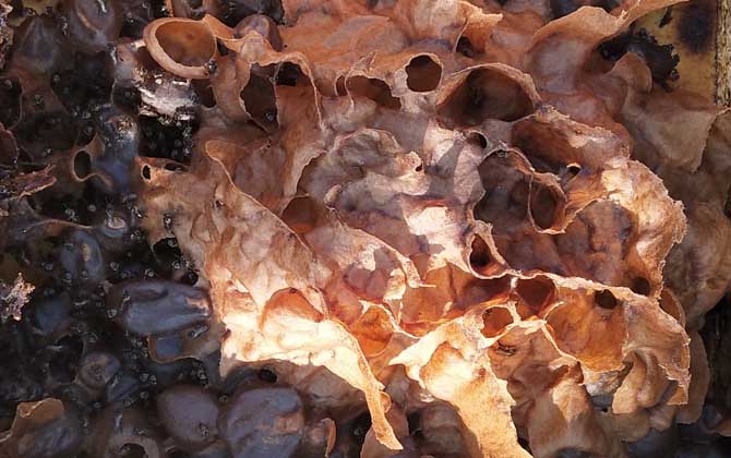 酸蜂在哪兒養殖(酸蜂適合在哪些地方養殖) 酸蜂在哪兒養殖(酸蜂適合在哪些地方養殖)