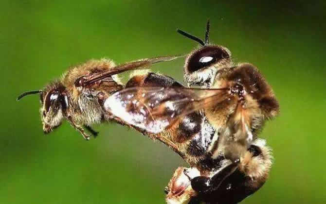 蜂王交尾的時(shí)間是什么時(shí)候? 蜂王交尾的時(shí)間是什么時(shí)候?