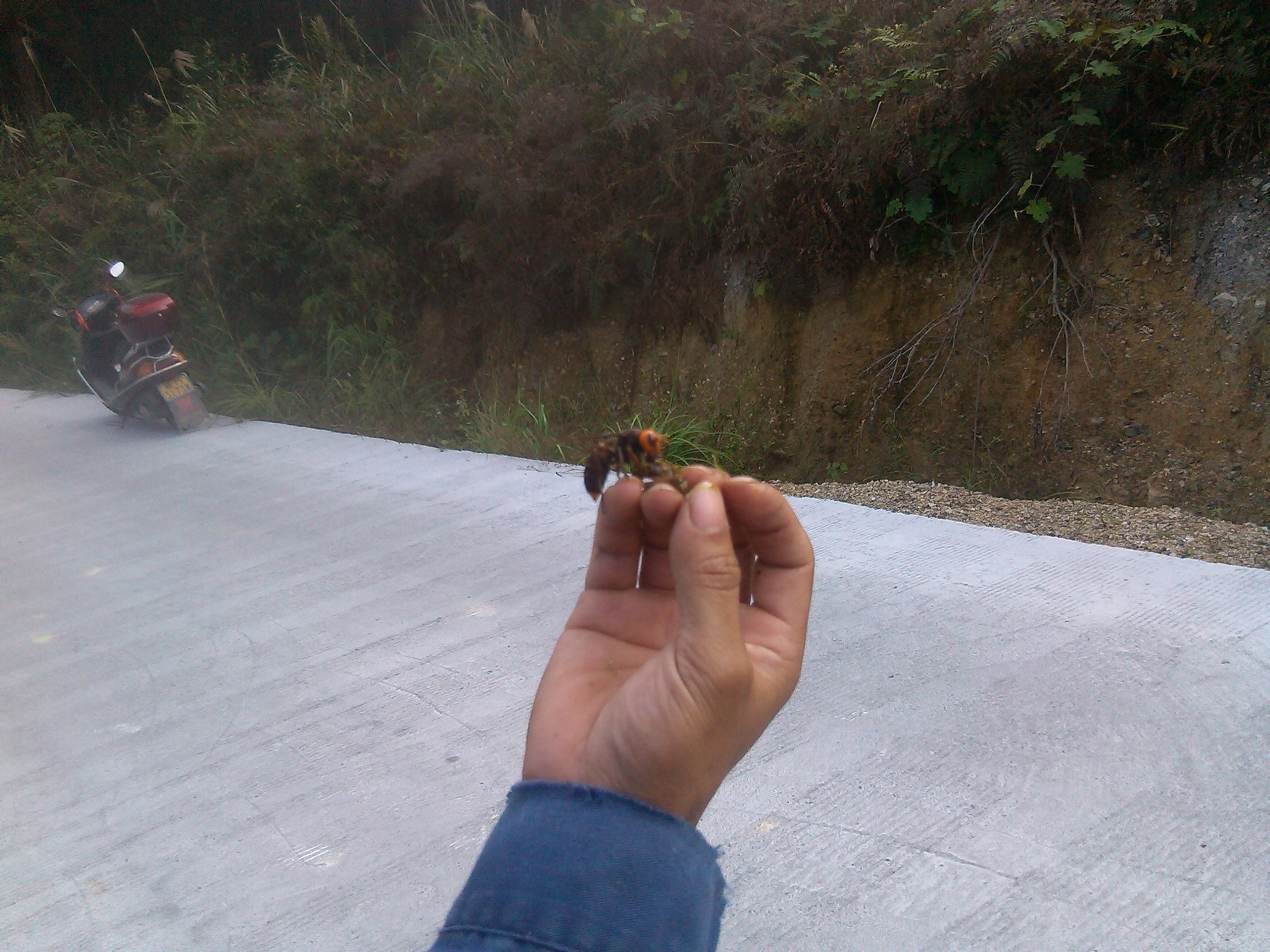 胡蜂怎么區(qū)別蜂王和雄蜂(胡蜂工蜂和蜂王怎么分) 胡蜂怎么區(qū)別蜂王和雄蜂(胡蜂工蜂和蜂王怎么分)