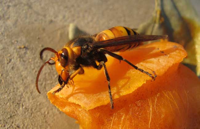 胡蜂怎么區(qū)別蜂王和雄蜂(胡蜂工蜂和蜂王怎么分) 胡蜂怎么區(qū)別蜂王和雄蜂(胡蜂工蜂和蜂王怎么分)