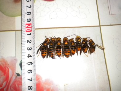 胡蜂怎么區(qū)別蜂王和雄蜂(胡蜂工蜂和蜂王怎么分) 胡蜂怎么區(qū)別蜂王和雄蜂(胡蜂工蜂和蜂王怎么分)