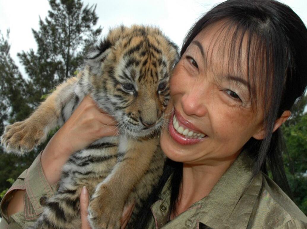 消失100多年！云南發(fā)現(xiàn)極危物種異葉苣苔，野生華南虎會出現(xiàn)嗎？