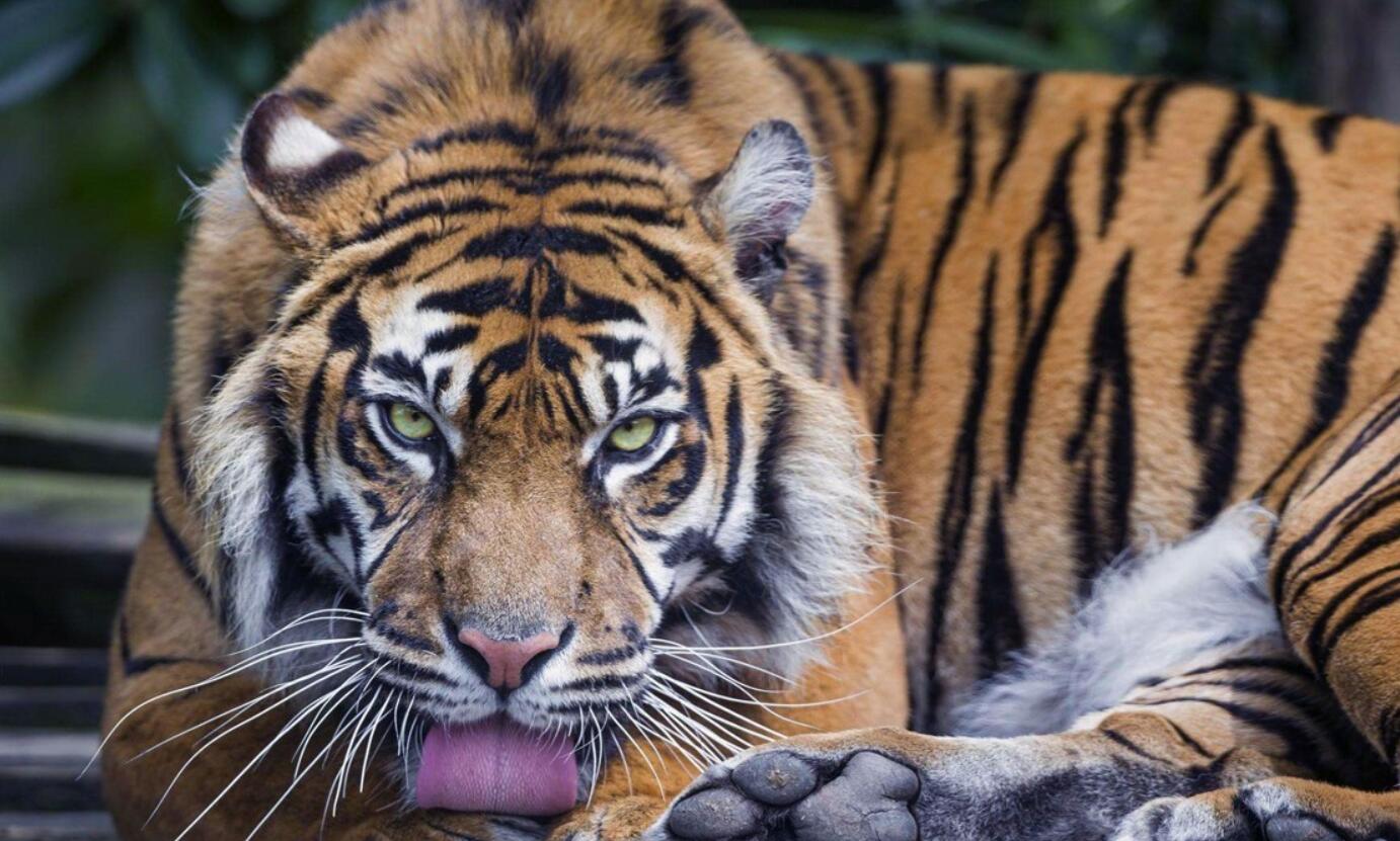 消失100多年！云南發(fā)現(xiàn)極危物種異葉苣苔，野生華南虎會出現(xiàn)嗎？