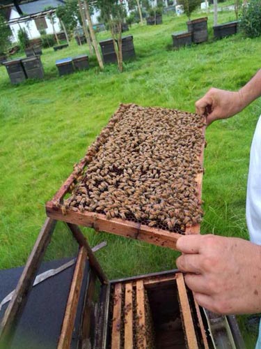 家養的蜜蜂為什么會全部飛走(家養的蜜蜂飛走了有啥原因) 家養的蜜蜂為什么會全部飛走(家養的蜜蜂飛走了有啥原因)