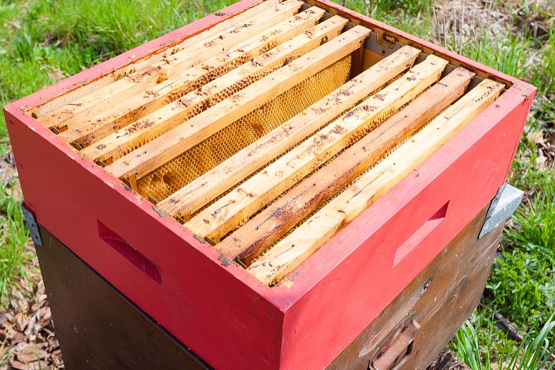 蜂王一年四季都產卵嗎(蜂王不是四季都能育王的) 蜂王一年四季都產卵嗎(蜂王不是四季都能育王的)