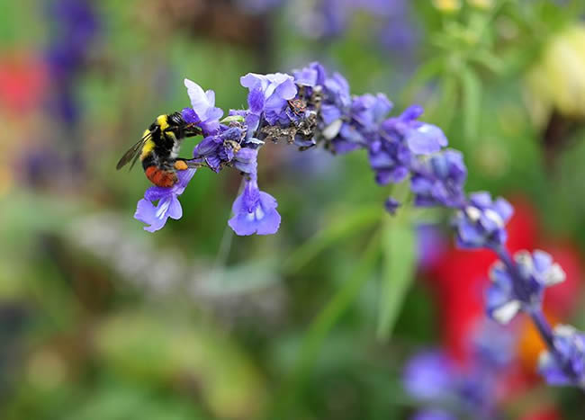 怎么區(qū)分工蜂和蜂王? 怎么區(qū)分工蜂和蜂王