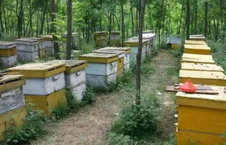 養蜂工具和蜂箱哪里有賣的(怎么買養蜂工具和蜂箱) 養蜂工具和蜂箱哪里有賣的(怎么買養蜂工具和蜂箱)