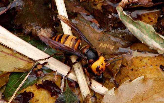 日本大黃蜂 日本大黃蜂