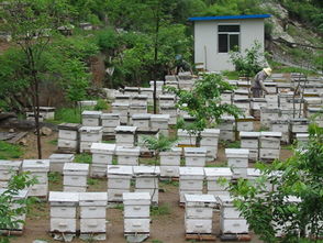 種蜂場是干嘛的(蜜蜂種蜂場) 種蜂場是干嘛的(蜜蜂種蜂場)