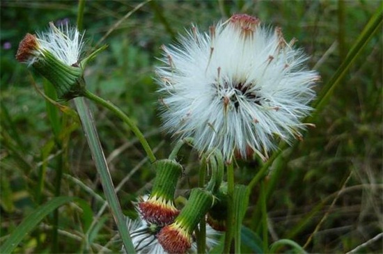 蒲公英什么時候開花? 蒲公英什么時候開花?
