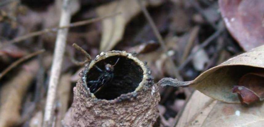 酸蜂適合在哪些地方養(yǎng)殖(酸蜂的養(yǎng)殖環(huán)境和方法) 酸蜂適合在哪些地方養(yǎng)殖(酸蜂的養(yǎng)殖環(huán)境和方法)