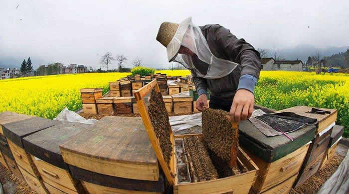 新蜂箱過箱怎么處理? 新蜂箱過箱怎么處理?