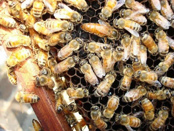 新蜂箱過箱怎么處理? 新蜂箱過箱怎么處理?