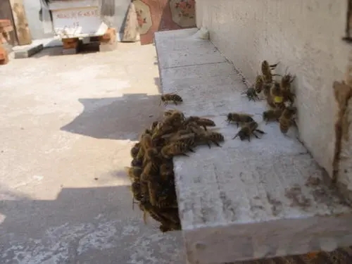 自己家樓上適合養(yǎng)蜂嗎 自己家樓上適合養(yǎng)蜂嗎