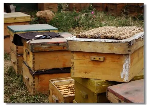 自己家樓上適合養(yǎng)蜂嗎 自己家樓上適合養(yǎng)蜂嗎