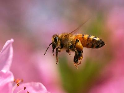 工蜂尾部有個白色物體是什么東西(蜜蜂尾巴出現(xiàn)白色的物質是什么) 工蜂尾部有個白色物體是什么東西(蜜蜂尾巴出現(xiàn)白色的物質是什么)
