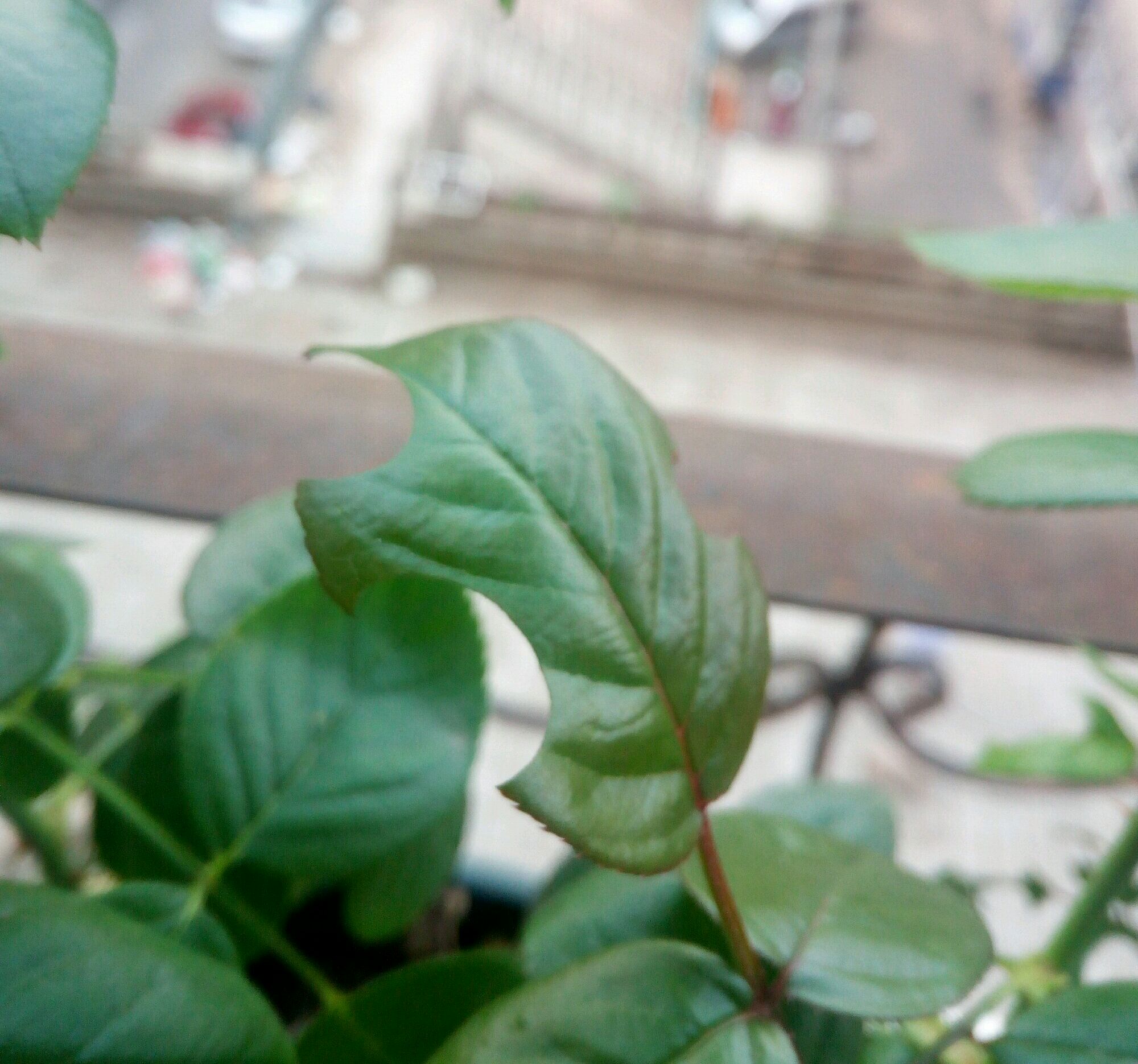 怎么對付切葉蜂(切葉蜂怎么防治) 怎么對付切葉蜂(切葉蜂怎么防治)