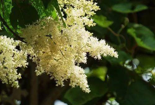 中蜂的四大蜜源植物有哪些？(常見的中蜂蜜源)