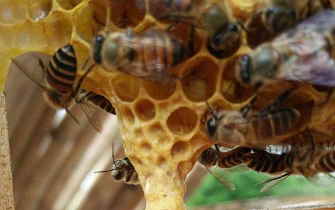 新手養蜂如何換王? 新手養蜂如何換王?