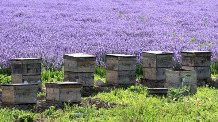 新手養蜂如何換王? 新手養蜂如何換王?