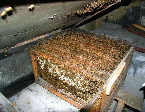 為什么那么多人喜歡阿壩中蜂(了解阿壩中蜂的前世今生) 為什么那么多人喜歡阿壩中蜂(了解阿壩中蜂的前世今生)