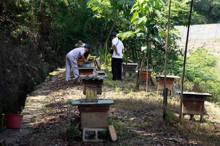 為什么那么多人喜歡阿壩中蜂(了解阿壩中蜂的前世今生) 為什么那么多人喜歡阿壩中蜂(了解阿壩中蜂的前世今生)