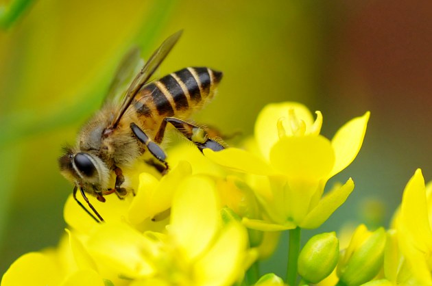 東北一號和松丹一號哪個好(哪種蜜蜂最好養) 東北一號和松丹一號哪個好(哪種蜜蜂最好養)