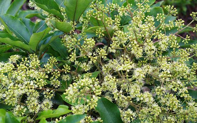 廣東鴨腳木流蜜要什么溫度(鴨腳木蜜沁蜜條件) 廣東鴨腳木流蜜要什么溫度(鴨腳木蜜沁蜜條件)