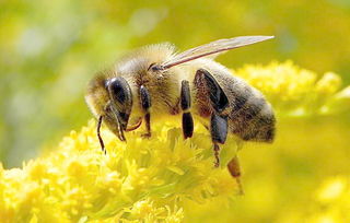 阿壩中蜂與其它中蜂有什么不同(阿壩中蜂跟普通中蜂區(qū)別哪里) 阿壩中蜂與其它中蜂有什么不同(阿壩中蜂跟普通中蜂區(qū)別哪里)