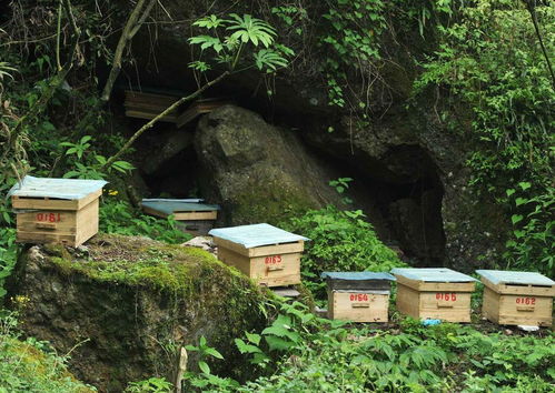 土養的蜜蜂怎么快速找到蜂王(土養蜜蜂怎么找蜂王) 土養的蜜蜂怎么快速找到蜂王(土養蜜蜂怎么找蜂王)