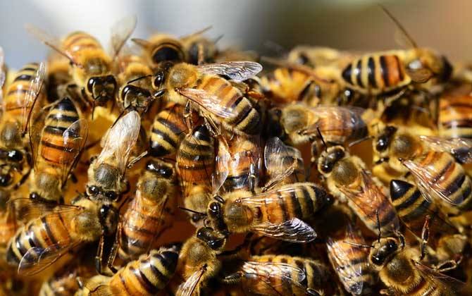 工蜂產卵和蜂王產卵的區別? 工蜂