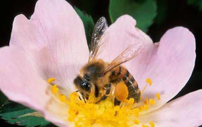 意大利蜜蜂好養(yǎng)還是中華蜜蜂好養(yǎng)（中蜂和意蜂那個(gè)更好養(yǎng)）