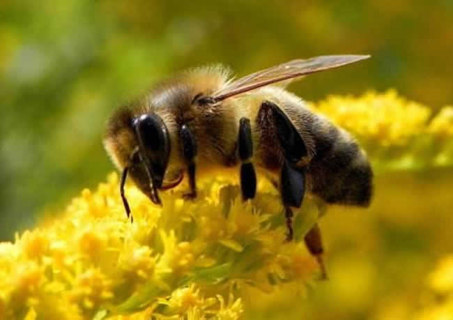 意大利蜜蜂好養(yǎng)還是中華蜜蜂好養(yǎng)（中蜂和意蜂那個(gè)更好養(yǎng)）