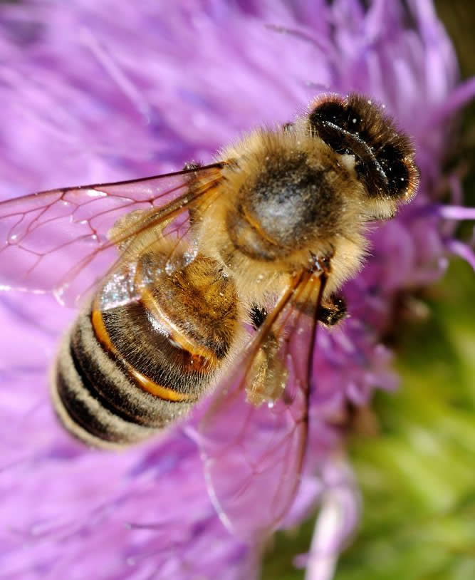 意大利蜜蜂好養(yǎng)還是中華蜜蜂好養(yǎng)（中蜂和意蜂那個(gè)更好養(yǎng)）
