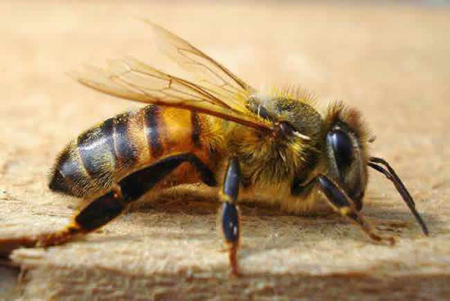 意大利蜜蜂好養(yǎng)還是中華蜜蜂好養(yǎng)（中蜂和意蜂那個(gè)更好養(yǎng)）