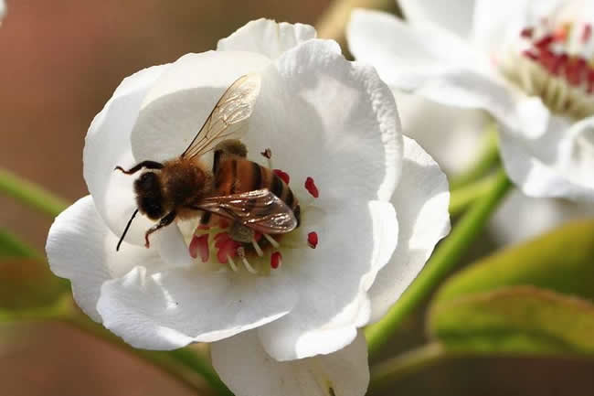 蜜蜂釀制蜂蜜的過程是怎樣的? 蜜蜂釀蜂蜜過程