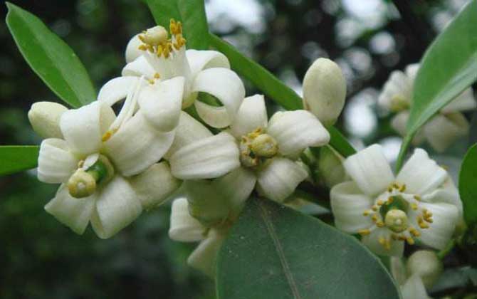 柑橘樹的地理分布(柑橘樹什么時候開花) 柑橘樹的地理分布(柑橘樹什么時候開花)