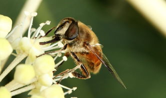 松丹一號什么時候分蜂(蜜蜂一般什么時候分蜂) 松丹一號什么時候分蜂(蜜蜂一般什么時候分蜂)