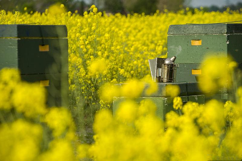 蜜源植物流蜜與氣溫的關系(蜜源植物流蜜和溫度條件) 蜜源植物流蜜與氣溫的關系(蜜源植物流蜜和溫度條件)