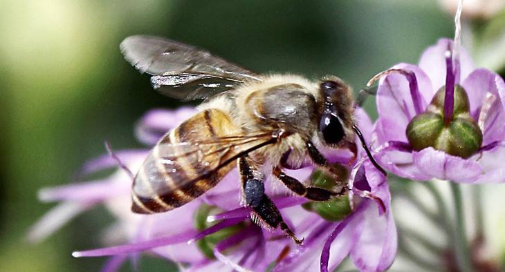 【蜜蜂養殖】如何在春季尋找野生土蜜蜂 如何在春季尋找野生土蜜蜂