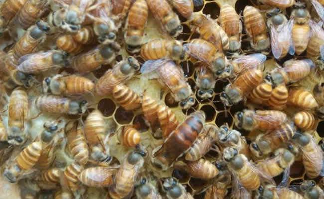 養蜂人如何選購種蜂王? 養蜂人如何選購種蜂王?