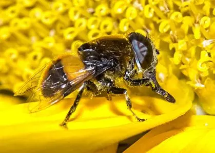 蜂群中突然出現很多黑蜂是什么原因(什么是黑蜂) 蜂群中突然出現很多黑蜂是什么原因(什么是黑蜂)