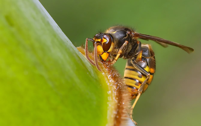 胡蜂(馬蜂)養(yǎng)殖前景與市場(chǎng)怎么樣(養(yǎng)殖胡蜂靠什么賺錢) 胡蜂(馬蜂)養(yǎng)殖前景與市場(chǎng)怎么樣(養(yǎng)殖胡蜂靠什么賺錢)