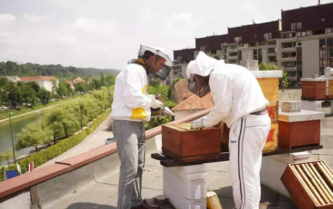 城市高樓可以養蜜蜂嗎? 城市高樓可以養蜜蜂嗎