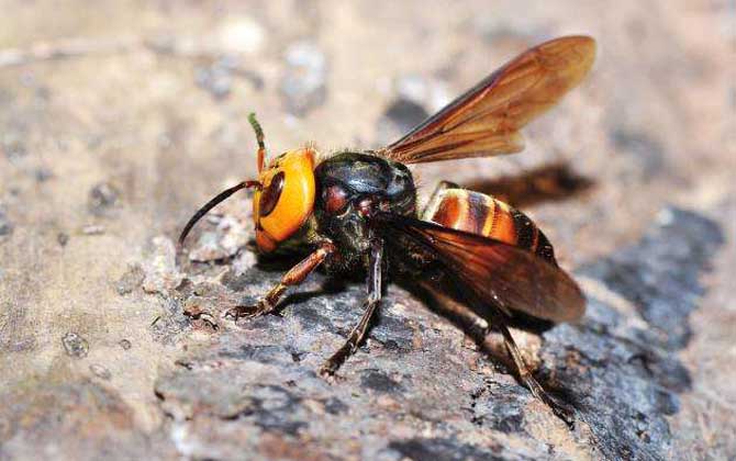 中國(guó)大虎頭蜂