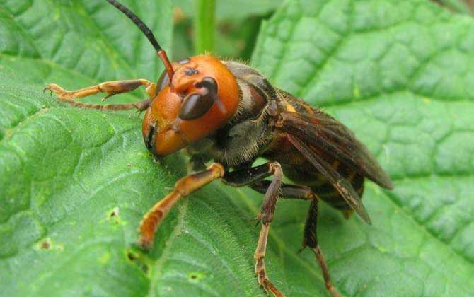 中國(guó)大虎頭蜂