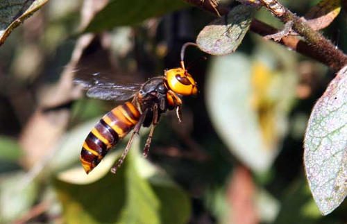 中國大虎頭蜂泡酒比例（一斤白酒需要多少只虎頭蜂）