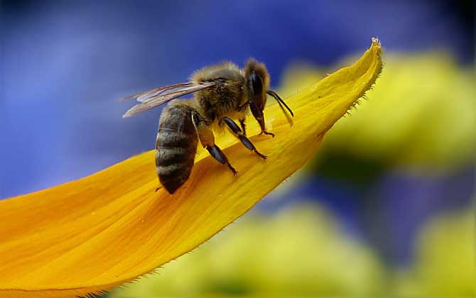 怎么辨認是不是偵查蜂? 偵查蜂