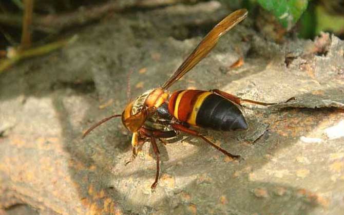 中國大虎頭蜂種類（虎頭蜂的種類介紹）